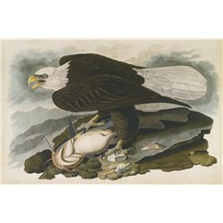 Белоголовый орел - Модульная картины, Репродукции, Декоративные панно, Декор стен