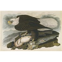 Портреты картины репродукции на заказ - Белоголовый орел