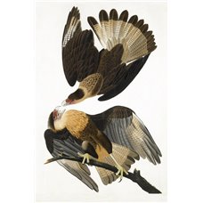 Картина на холсте по фото Модульные картины Печать портретов на холсте Бразильский орел каракара