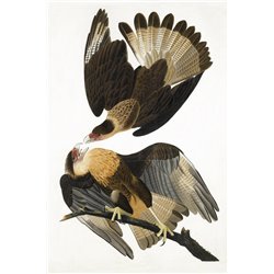 Бразильский орел каракара - Модульная картины, Репродукции, Декоративные панно, Декор стен