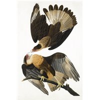 Портреты картины репродукции на заказ - Бразильский орел каракара