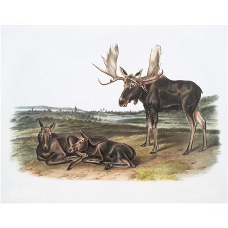 Американский лось