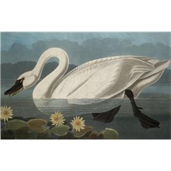 Американский лебедь