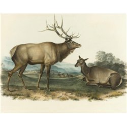 Американский лось