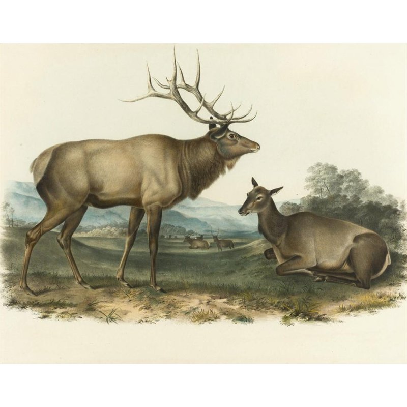 Американский лось