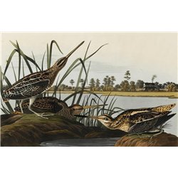 Американский бекас