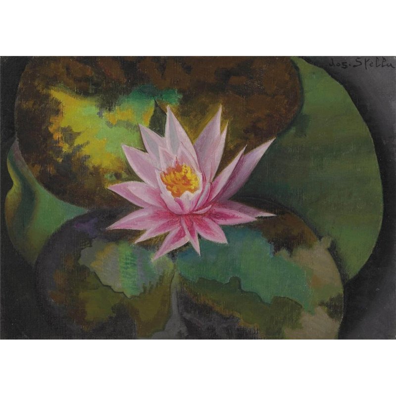 Розовая водяная лилия