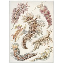 Голожаберные моллюски - Модульная картины, Репродукции, Декоративные панно, Декор стен