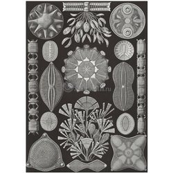 Диатомовые водоросли - Модульная картины, Репродукции, Декоративные панно, Декор стен