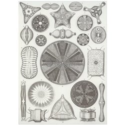 Диатомовые водоросли - Модульная картины, Репродукции, Декоративные панно, Декор стен