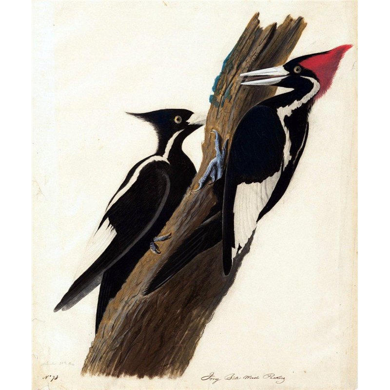 Белоклювый королевский дятел