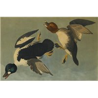 Портреты картины репродукции на заказ - Золотоглазая утка