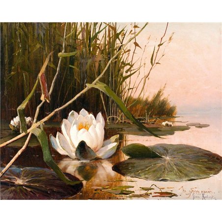 Водяная лилия