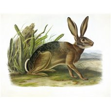 Картина на холсте по фото Модульные картины Печать портретов на холсте Калифорнийский заяц