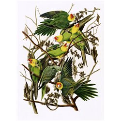 Каролинский попугай - Модульная картины, Репродукции, Декоративные панно, Декор стен