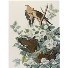 Картина на холсте по фото Модульные картины Печать портретов на холсте Каролинский голубь