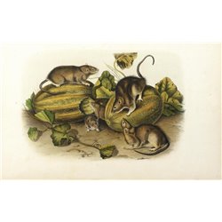 Коричневая или норвежская крыса - Модульная картины, Репродукции, Декоративные панно, Декор стен