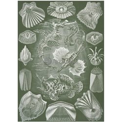 Костистые рыбы - Модульная картины, Репродукции, Декоративные панно, Декор стен