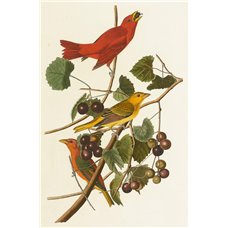 Картина на холсте по фото Модульные картины Печать портретов на холсте Летняя красная птица