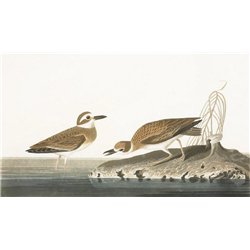 Зуёк Вильсона