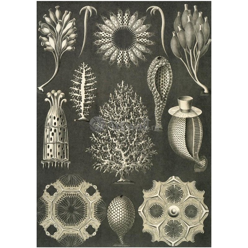 Известковые губки