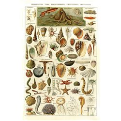 Моллюски - Модульная картины, Репродукции, Декоративные панно, Декор стен