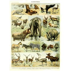 Млекопитающие - Модульная картины, Репродукции, Декоративные панно, Декор стен