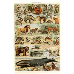 Млекопитающие - Модульная картины, Репродукции, Декоративные панно, Декор стен