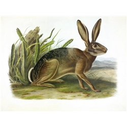 Калифорнийский заяц