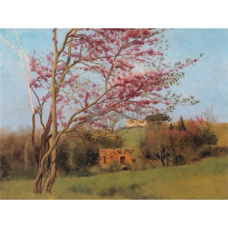 Красный миндаль (эскиз)