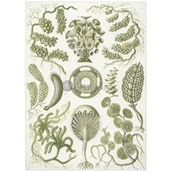 Сифоновые водоросли - Модульная картины, Репродукции, Декоративные панно, Декор стен