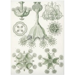 Ставромедузы - Модульная картины, Репродукции, Декоративные панно, Декор стен