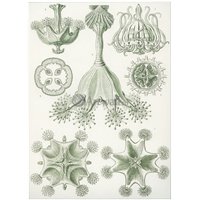 Ставромедузы