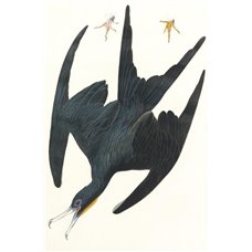 Картина на холсте по фото Модульные картины Печать портретов на холсте Фрегатный пеликан