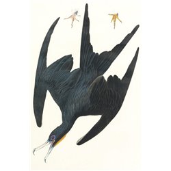 Фрегатный пеликан - Модульная картины, Репродукции, Декоративные панно, Декор стен