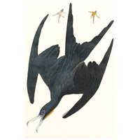 Портреты картины репродукции на заказ - Фрегатный пеликан