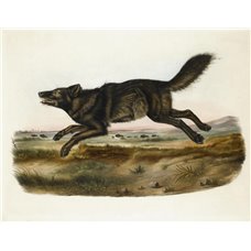 Картина на холсте по фото Модульные картины Печать портретов на холсте Черный американский волк