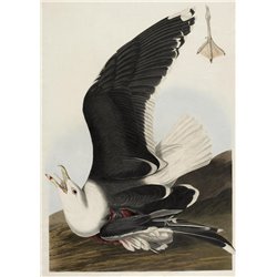 Чернокрылая чайка - Модульная картины, Репродукции, Декоративные панно, Декор стен