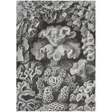 Картина на холсте по фото Модульные картины Печать портретов на холсте Шестилучевые кораллы