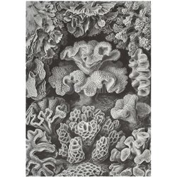 Шестилучевые кораллы - Модульная картины, Репродукции, Декоративные панно, Декор стен