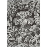 Портреты картины репродукции на заказ - Шестилучевые кораллы