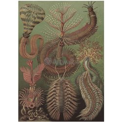 Щетинконогие черви - Модульная картины, Репродукции, Декоративные панно, Декор стен