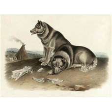 Картина на холсте по фото Модульные картины Печать портретов на холсте Эскимосская собака