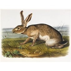 Картина на холсте по фото Модульные картины Печать портретов на холсте Техасский заяц