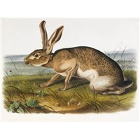 Портреты картины репродукции на заказ - Техасский заяц