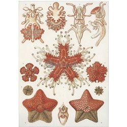 Морские звезды - Модульная картины, Репродукции, Декоративные панно, Декор стен