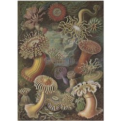 Морские анемоны - Модульная картины, Репродукции, Декоративные панно, Декор стен