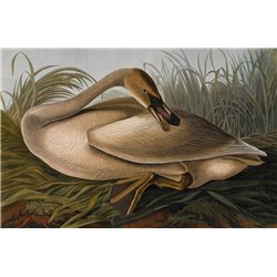 Лебедь трубач - Модульная картины, Репродукции, Декоративные панно, Декор стен