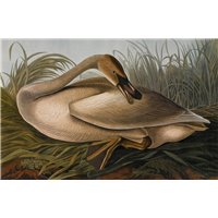 Портреты картины репродукции на заказ - Лебедь трубач