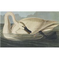 Портреты картины репродукции на заказ - Лебедь трубач
